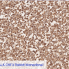 Cell Line C: Anti-ALK D5F3 Rabbit Monoclonal