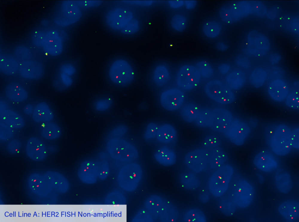 Cell Line A: HER2 FISH Non-amplified