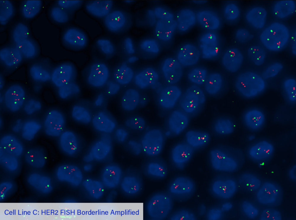 Cell Line C: HER2 FISH Borderline Amplified