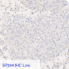 SP384 IHC Low