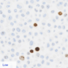 Ki67 quantitative IHC control - low expression